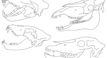 【中1理科の問題】動物の分類の一問一答：脊椎動物の問題や無脊椎動物の問題、動物の分類表など
