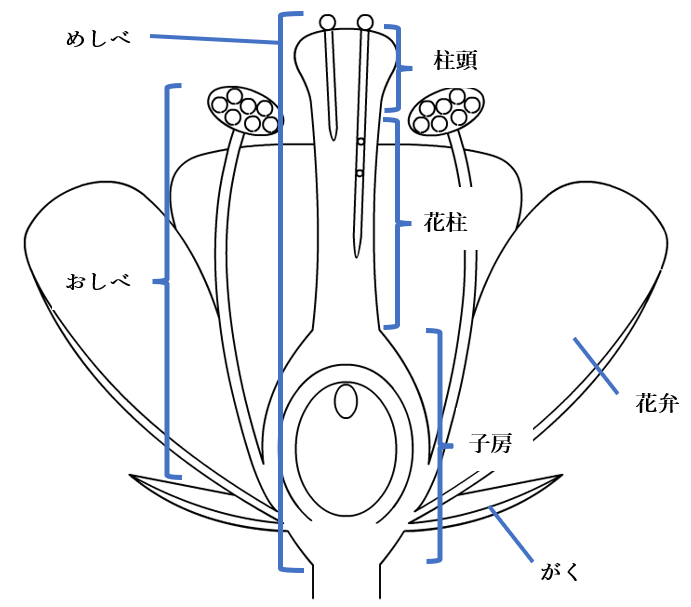 花のつくり