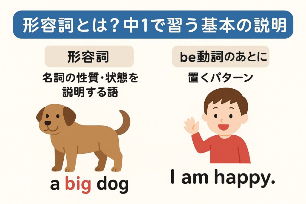 中1英語の形容詞の基本｜名詞の前やbe動詞の後の使い方を図解