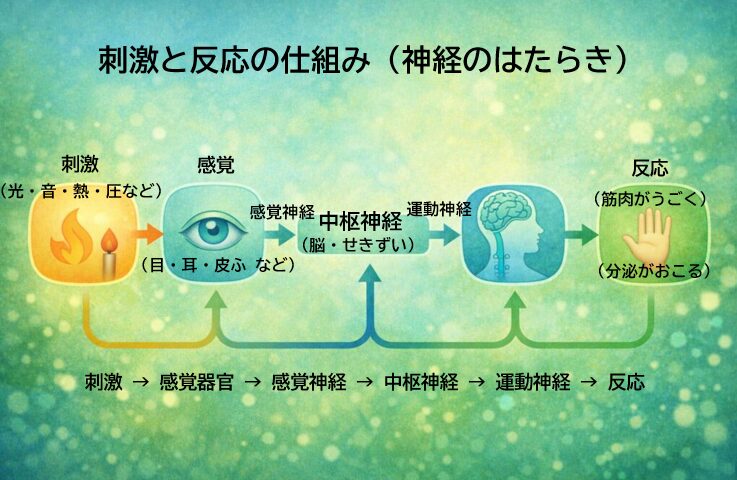 刺激と反応の流れ 図 高校入試 生物